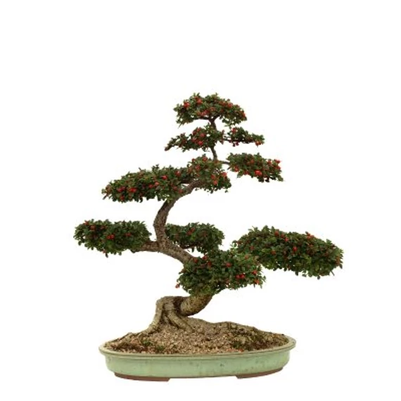 Littlewoods Bonsai