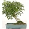 Hawaiian Umbrella Tree Bonsai Dishgarden