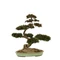 Littlewoods Bonsai